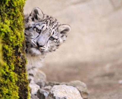 snowleopard